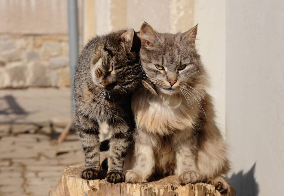 Quels sont les inconvénients d'avoir deux chats ?